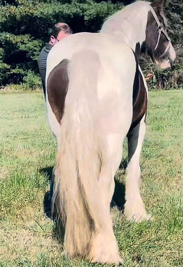 gypsy-vanner-mare