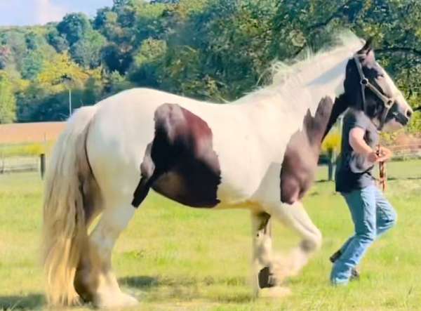 gypsy-vanner