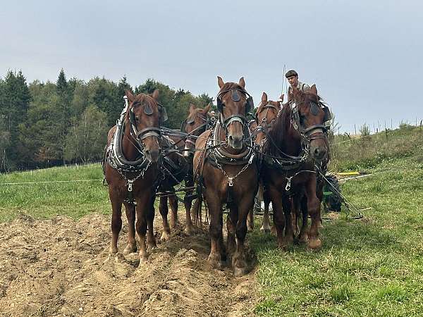 all-around-draft-horse