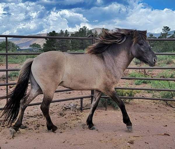 foundation-gaited-icelandic-horse