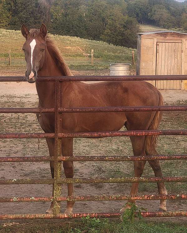 tennessee-walking-filly