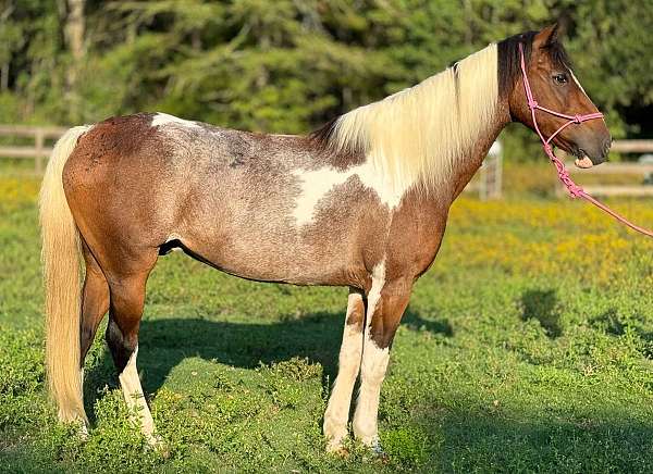 bay-roan-splash-horse