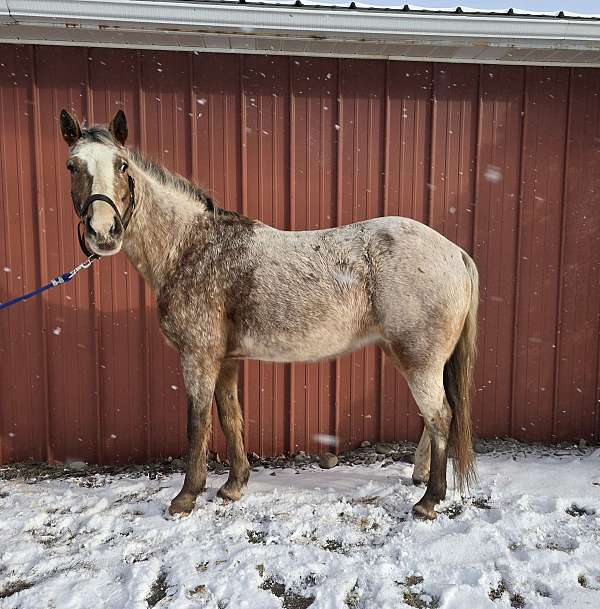 beginner-to-advanced-appaloosa-horse