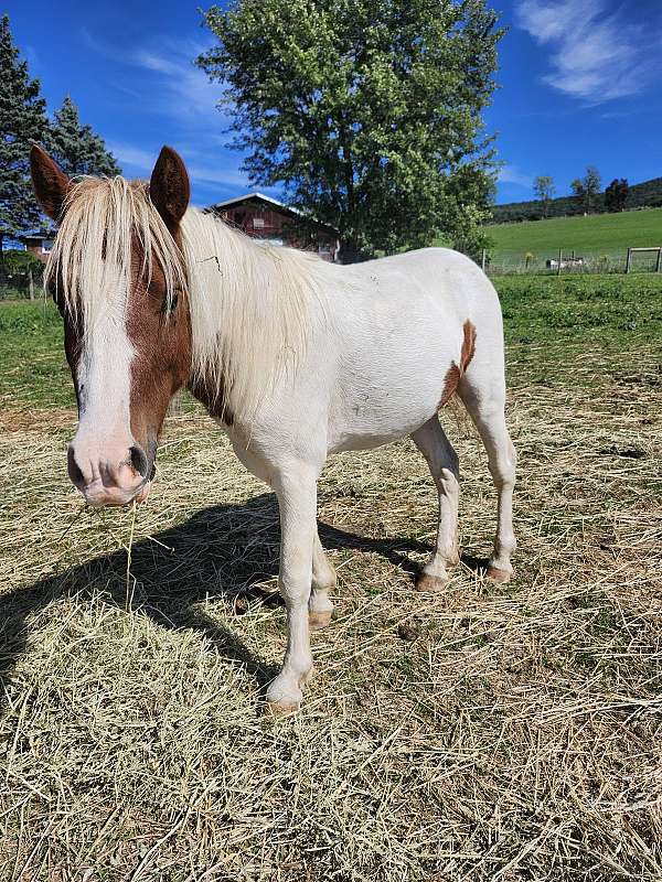 shetland-pony-stallion