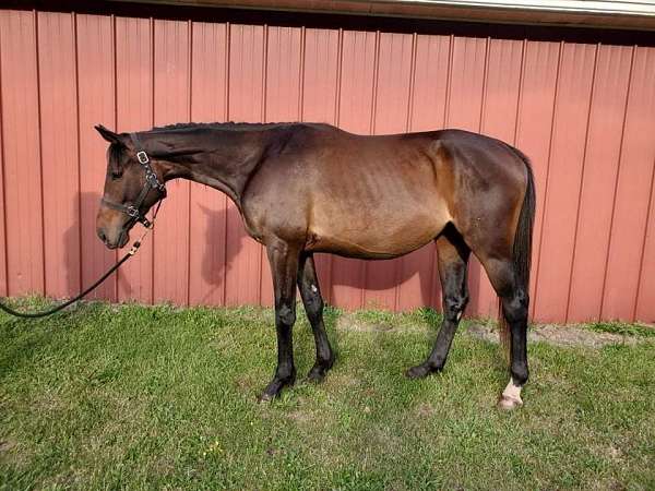 bay-thoroughbred-mare