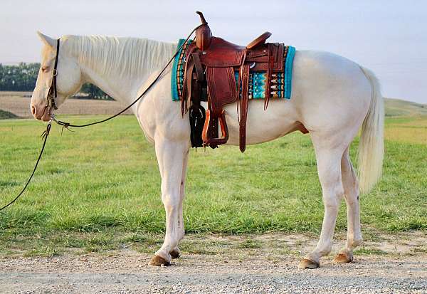 cremello-white-blue-eyed-cross-horse