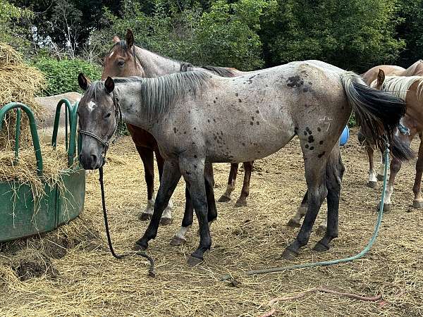 quarter-horse-filly