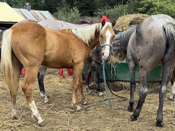 palomino-athletic-halter-horse