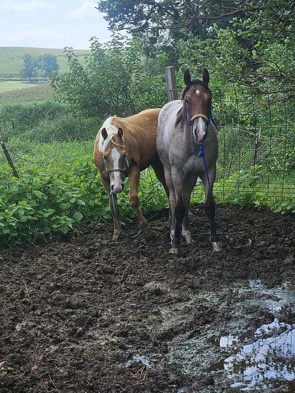 bay-palomino-colt-gelding