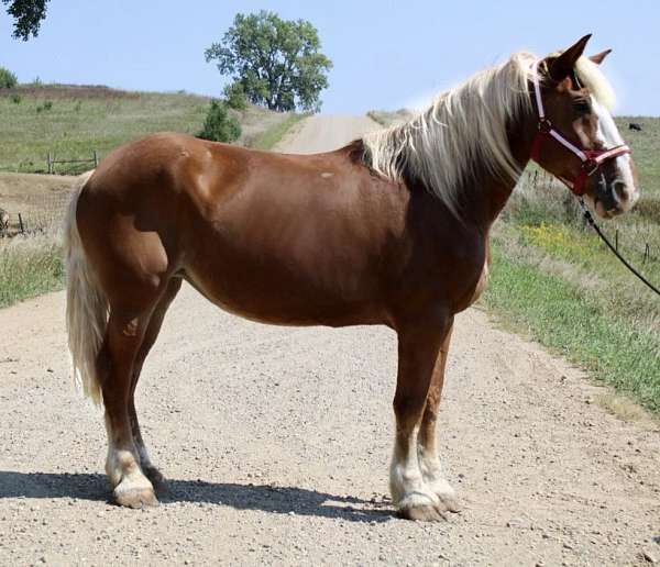 belgian-mare