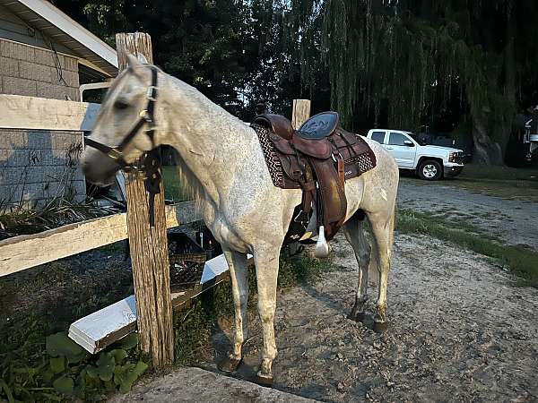 grey-paso-fino-mare-stallion