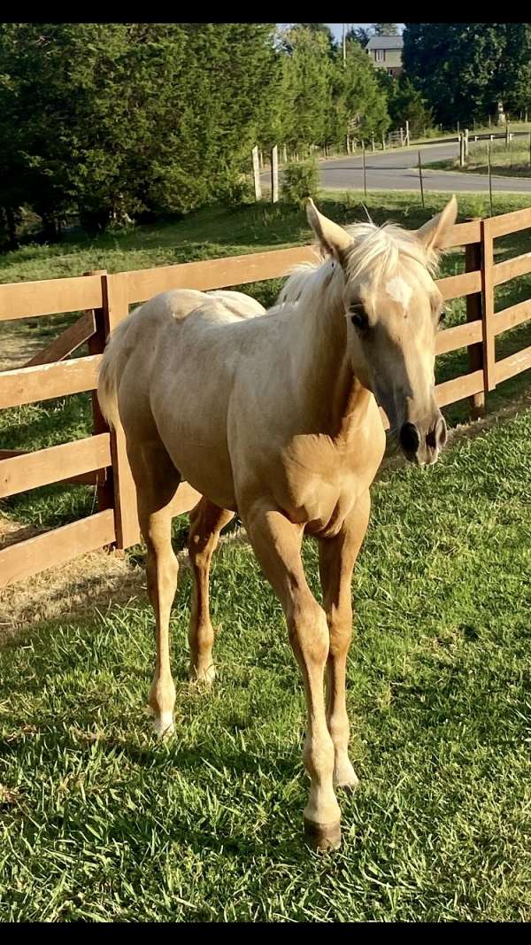 palomino-quarter-horse-filly