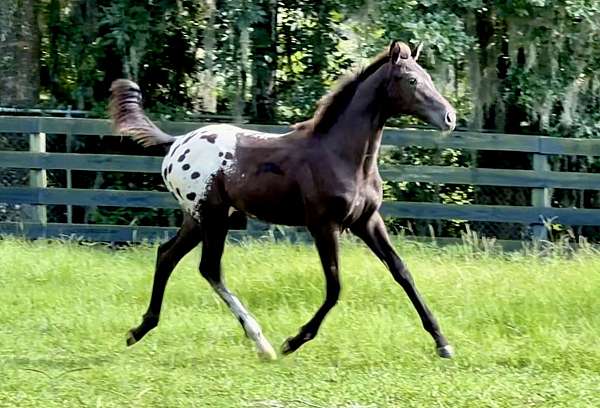 aphc-weanling