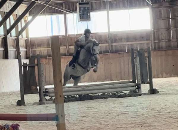 all-around-welsh-pony