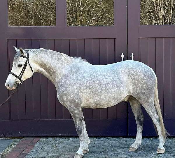 all-around-welsh-pony