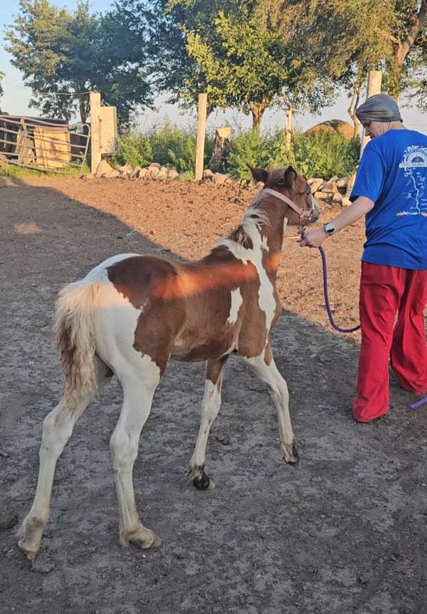 gypsy-vanner-filly