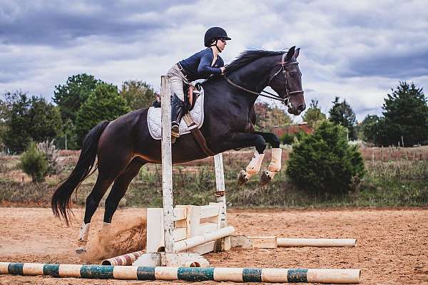 dressage-hanoverian-horse