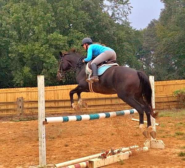 dressage-hanoverian-horse