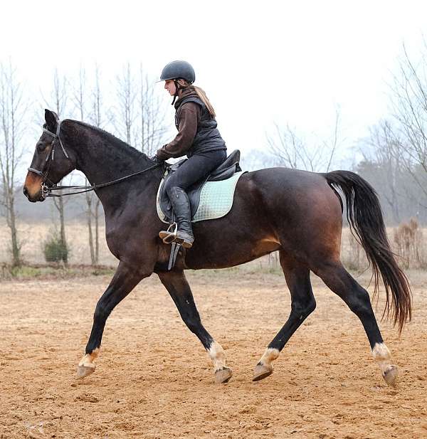 amazing-hanoverian-horse