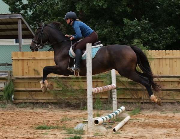 ground-manners-hanoverian-horse