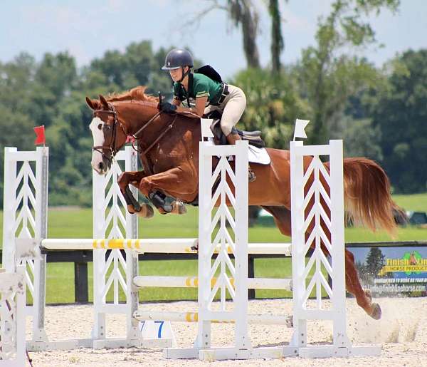 all-around-dutch-warmblood-horse