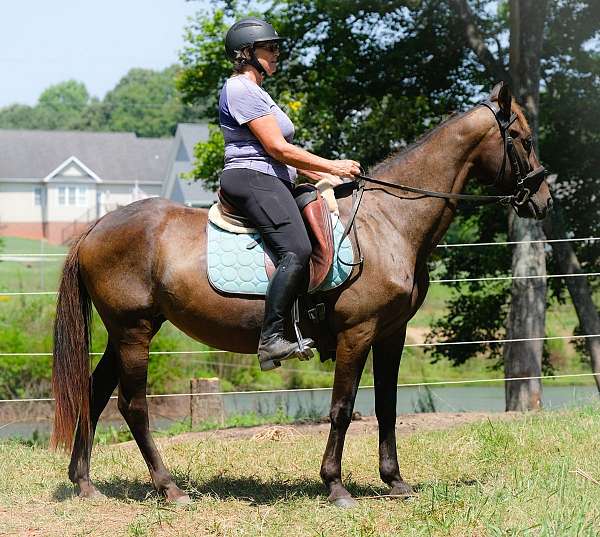 beginner-rocky-mountain-horse