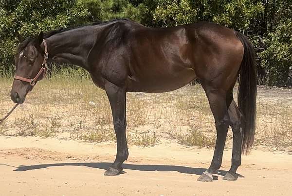 calf-roping-thoroughbred-pony