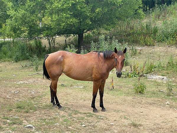 needs-a-good-home-mare