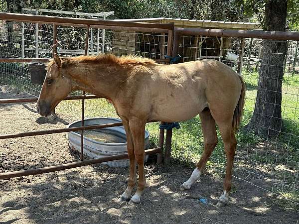 dun-red-dun-halter-reining-horse