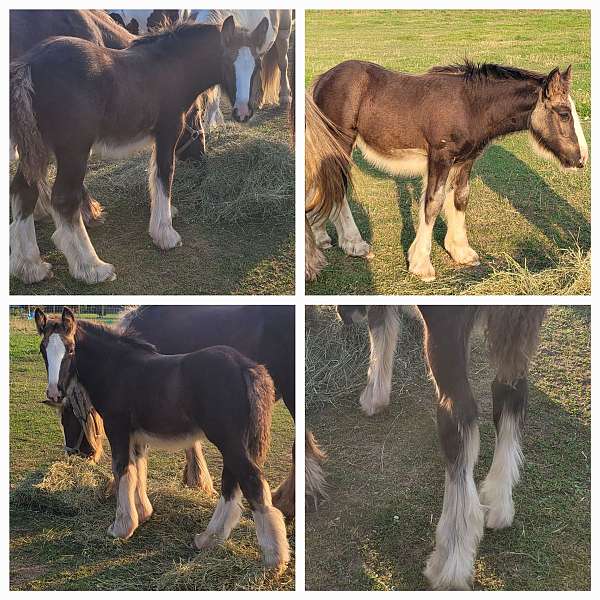 gypsy-vanner-filly