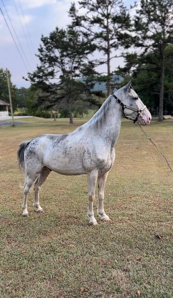 tennessee-walking-gelding