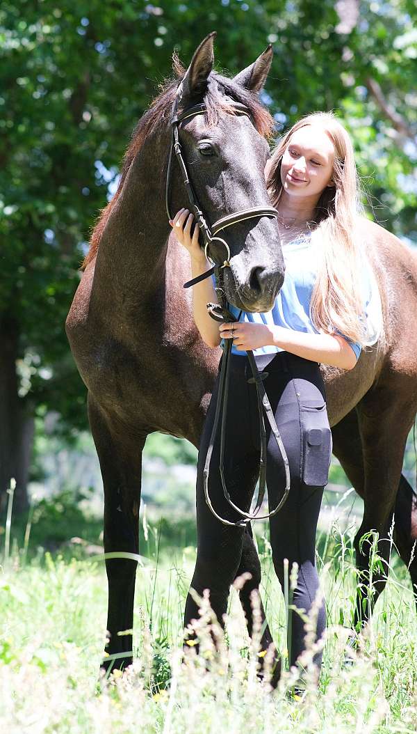 athletic-andalusian-horse