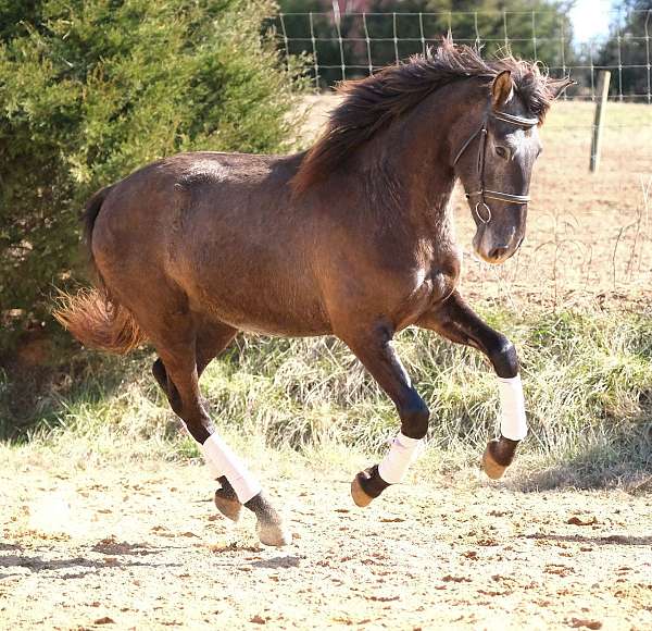 athletic-andalusian-horse