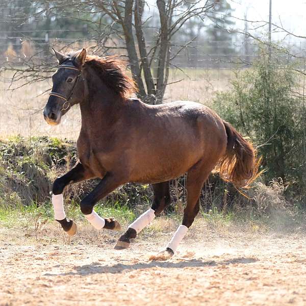 great-amateur-andalusian-horse