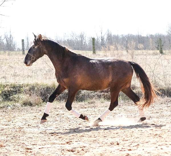 great-amateur-horse