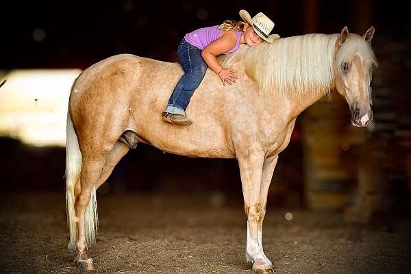 gunsafe-tennessee-walking-horse