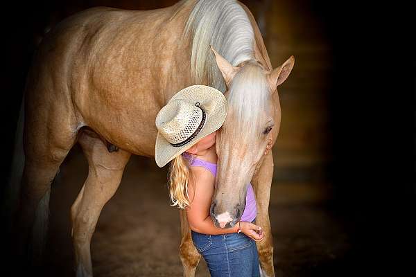 most-handsome-tennessee-walking-horse