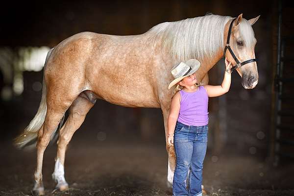 you-tennessee-walking-horse