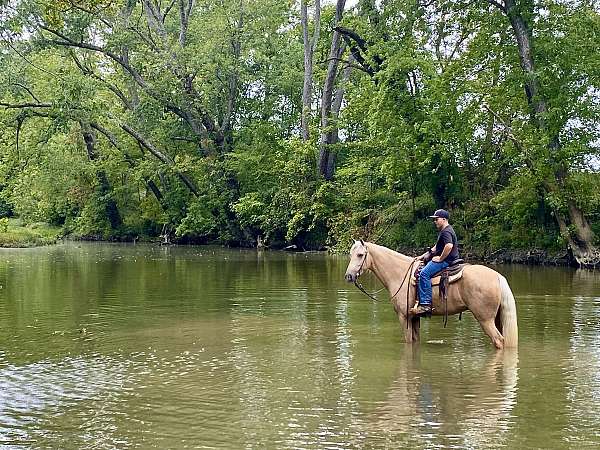 most-handsome-gelding