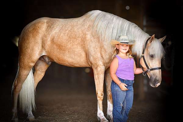 all-around-tennessee-walking-horse