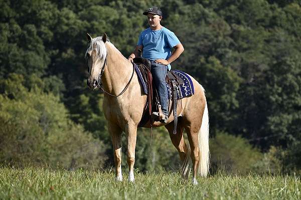 and-more-tennessee-walking-horse