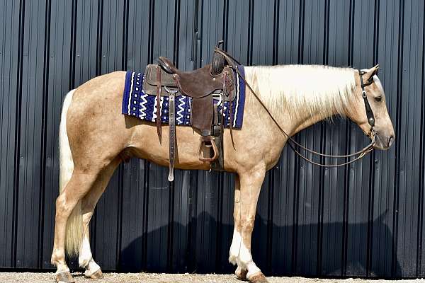 and-temperament-tennessee-walking-horse