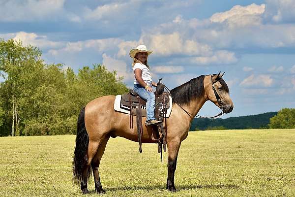 my-horse-connection-kentucky-mountain