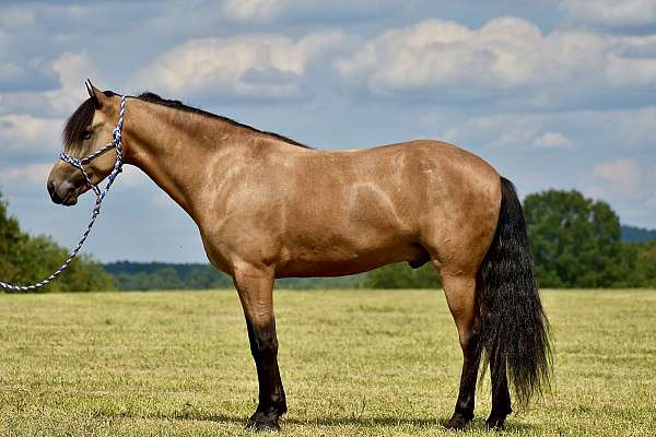 western-horse-kentucky-mountain