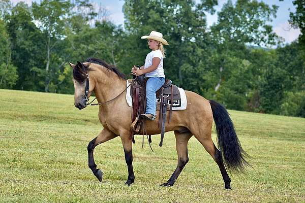 western-dressage-horse-kentucky-mountain