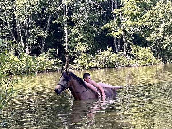 tennessee-walking-horse-kentucky-mountain