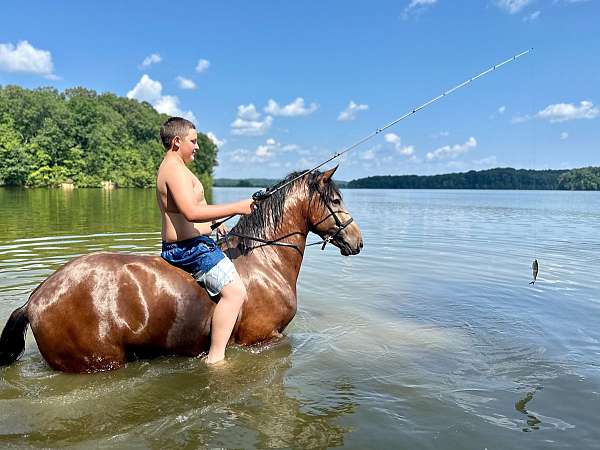 gaited-horse-kentucky-mountain