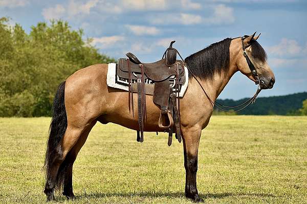 gentle-horse-kentucky-mountain