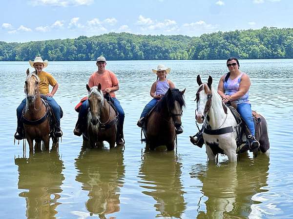 horse-for-sale-kentucky-mountain