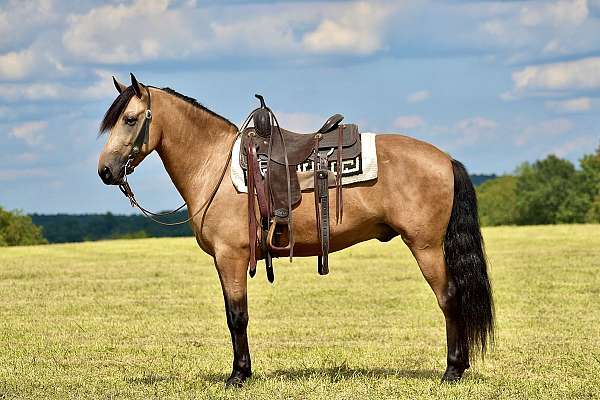 trail-horse-for-sale-kentucky-mountain